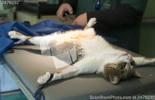 Image of Cat in a veterinary surgery