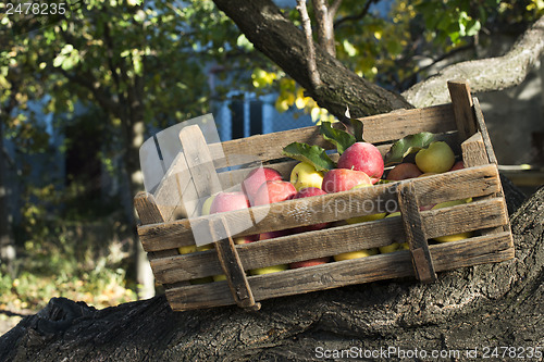 Image of Apples in an old wooden crate on tree