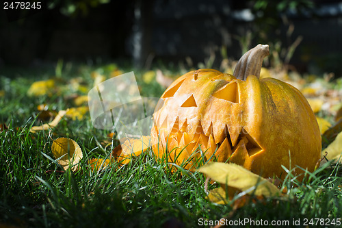 Image of Pumpkin on grass and autumn leaves