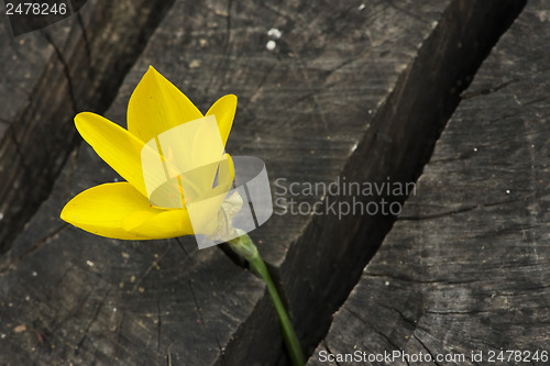 Image of Yellow Saffron