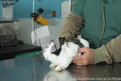 Image of Rabbit in a veterinary office