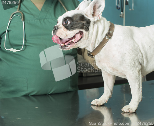Image of Dog in a veterinary office