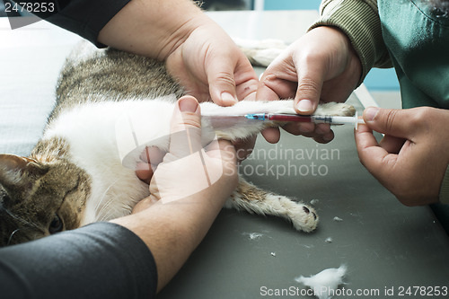 Image of Veterinary Blood test 