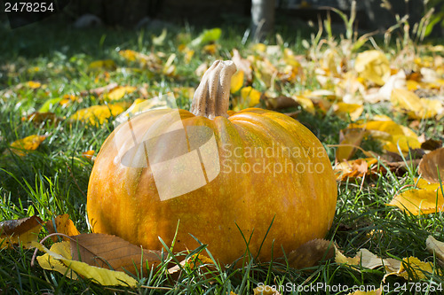 Image of Pumpkin on grass and autumn leaves
