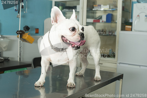 Image of Dog in a veterinary office