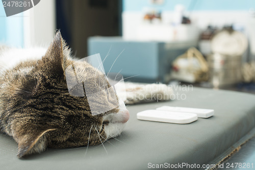 Image of Veterinary Blood test 