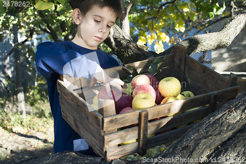 Image of Apples in an old wooden crate on tree