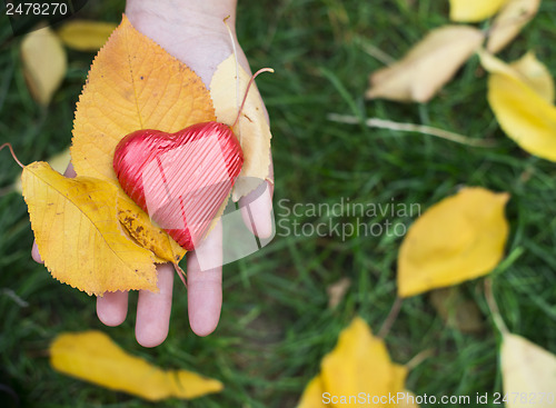 Image of Hand holding Red heart and autumn leafs