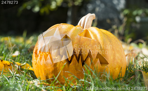 Image of Pumpkin on grass and autumn leaves