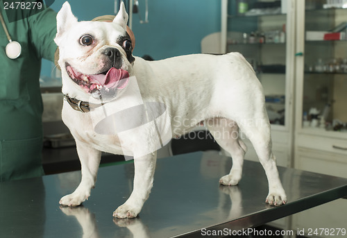 Image of Dog in a veterinary office