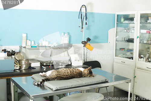 Image of Cat anesthesia in veterinary