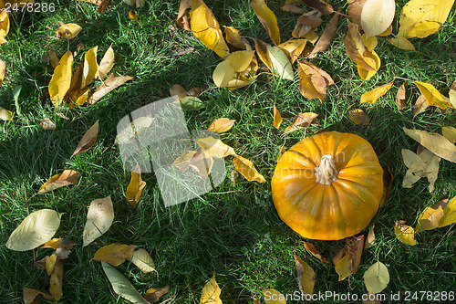 Image of Pumpkin on grass and autumn leaves