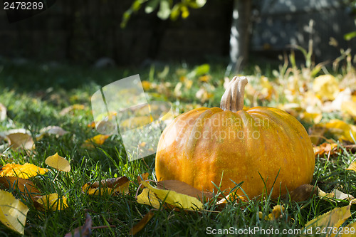 Image of Pumpkin on grass and autumn leaves
