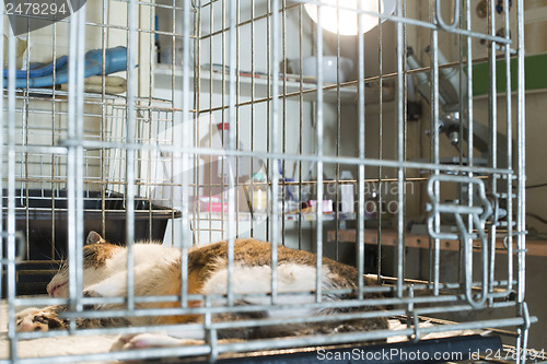 Image of Cat at veterinary laboratory