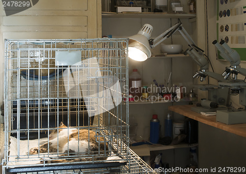 Image of Cat at veterinary laboratory