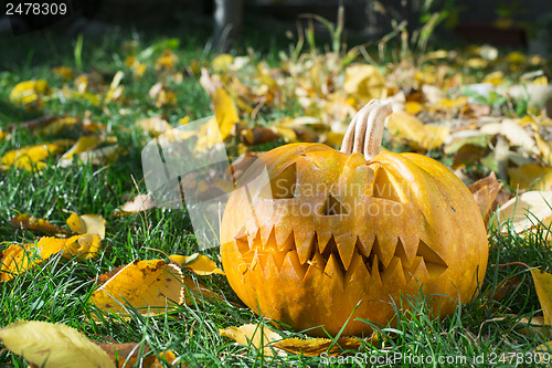 Image of Pumpkin on grass and autumn leaves