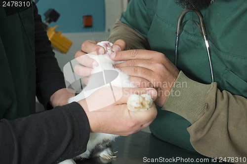 Image of Rabbit in a veterinary office