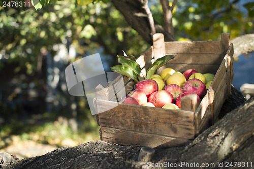 Image of Apples in an old wooden crate on tree