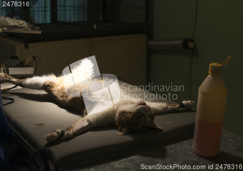 Image of Cat in a veterinary surgery