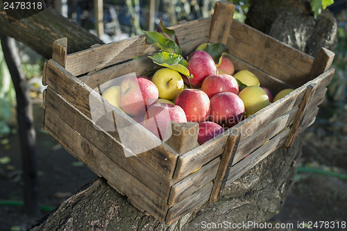 Image of Apples in an old wooden crate on tree