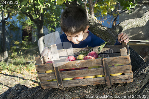 Image of Apples in an old wooden crate on tree