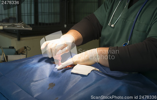 Image of Animal in a veterinary surgery