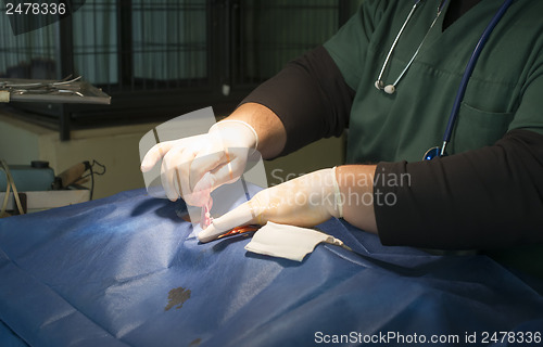Image of Animal in a veterinary surgery