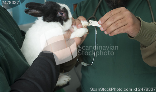 Image of Rabbit in a veterinary office