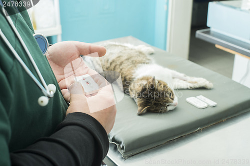Image of Veterinary Blood test 