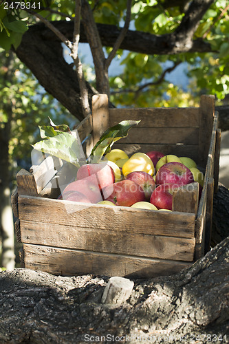 Image of Apples in an old wooden crate on tree