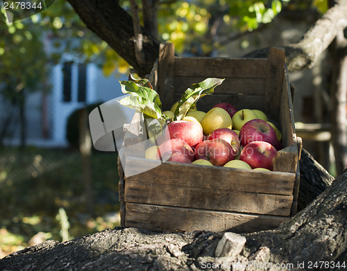 Image of Apples in an old wooden crate on tree