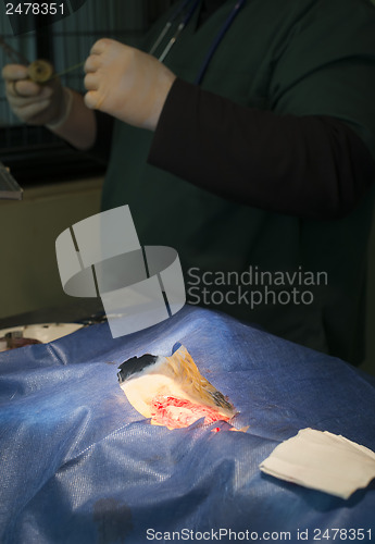 Image of Animal in a veterinary surgery