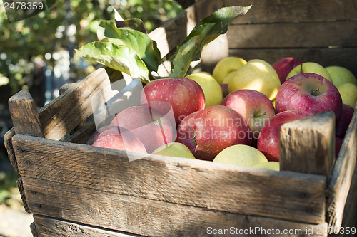 Image of Apples in an old wooden crate on tree