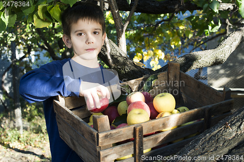 Image of Apples in an old wooden crate on tree