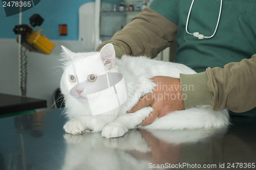 Image of Cat in a veterinary