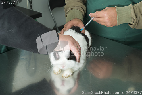 Image of Rabbit in a veterinary office