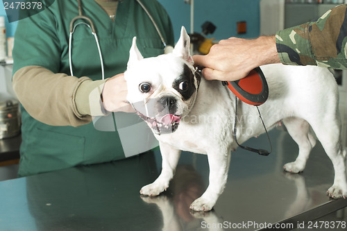 Image of Dog in a veterinary office