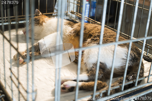 Image of Cat at veterinary laboratory