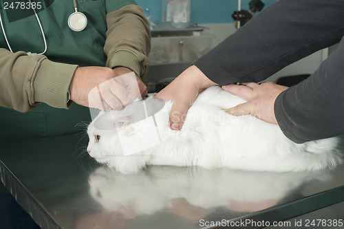 Image of Cat in a veterinary