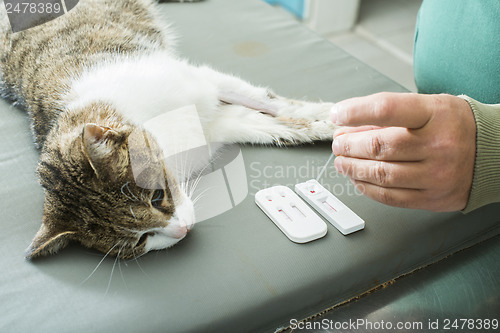 Image of Veterinary Blood test 