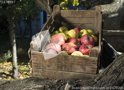 Image of Apples in an old wooden crate on tree