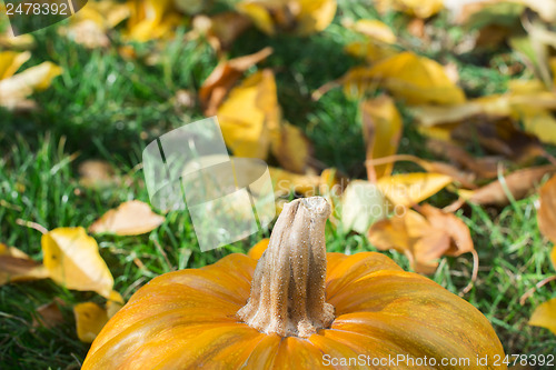Image of Pumpkin on grass and autumn leaves