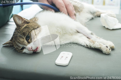 Image of Veterinary Blood test 