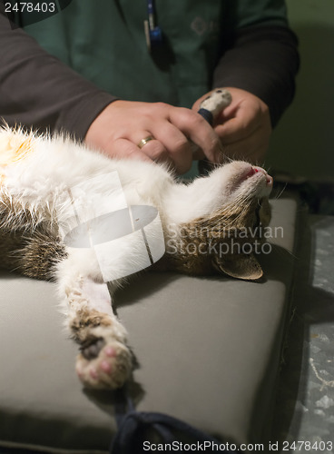 Image of Cat in a veterinary surgery