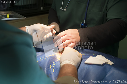 Image of Animal in a veterinary surgery