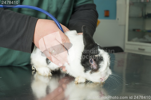 Image of Rabbit in a veterinary office