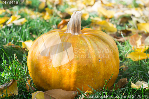 Image of Pumpkin on grass and autumn leaves