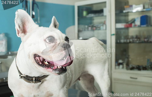 Image of Dog in a veterinary office