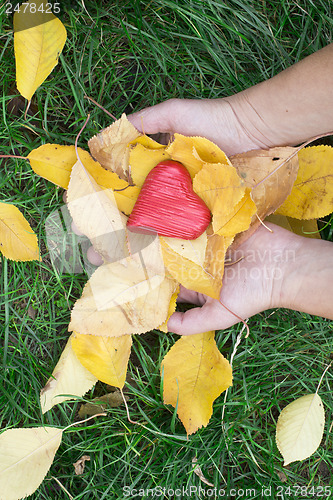 Image of Hand holding Red heart and autumn leafs