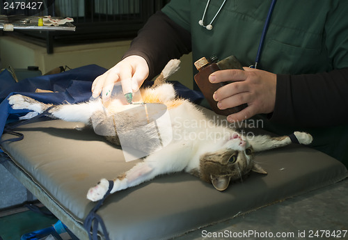 Image of Cat in a veterinary surgery
